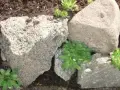 Umocnienie skarpy kamieniami, między którymi rosną rozchodniki.